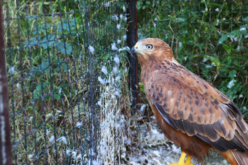 Golden Eagle (Aquila chrysaetos) on a Branch in summer. Close-up.