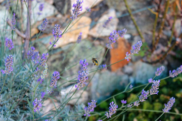 Vespa in volo sulla lavanda