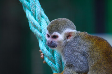 The Guianan squirrel monkey (Saimiri sciureus).