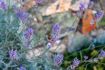 Vespa tra la lavanda