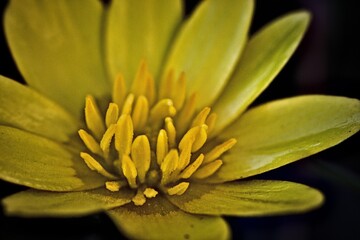 Fototapeta premium meadow yellow flower closeup photo on spring