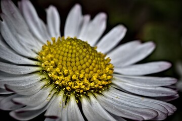 daisy macro photo with blurry background