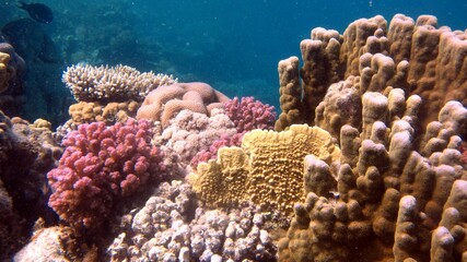 coral reef and coral