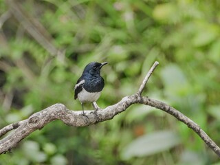 Magpie robin