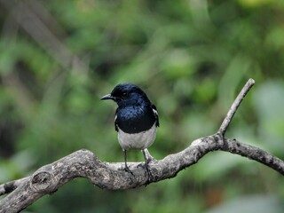 Magpie robin