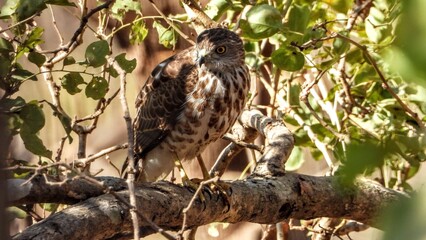 Shikra