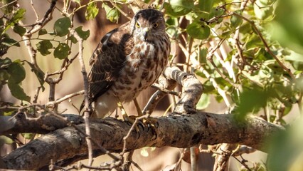 Shikra