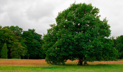 Fototapeta na wymiar Drzewo na polanie