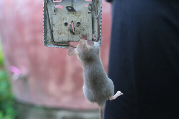 Close-Up mouse trapped in a mouse trap