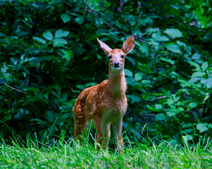 A white tailed fawn deer looking surprised with neck craned to see what is happening in a lush green forest.