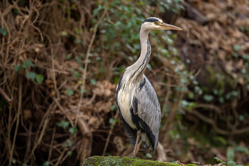 Heron standing on a large, close up in Scotland in winter