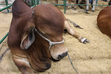 sleeping bull
