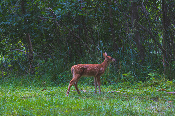 A young white tailed fawn deer standing at the end of a clearing in a lush green forest.