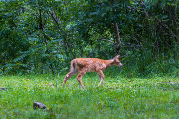 Naklejka na ściany i meble A young white tail fawn deer walking through a clearing in a lush green Pennsylvania forest.