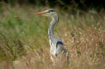 Heron standing in reeds, beside a pond, close up in Scotland in summer