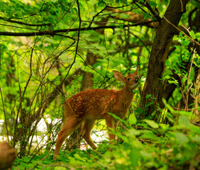 A pretty white tail fawn deer with white spots eating leaves in a dense forest.