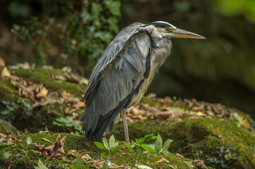 Heron standing on a large rock beside a stream, close up in Scotland in autumn