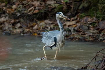 Heron standing walking in a stream, close up in Scotland in winter