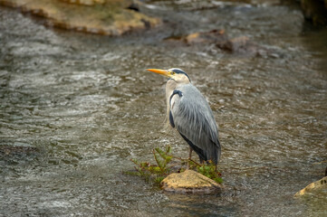 Heron standing on a large rock in a stream, close up in Scotland in spring