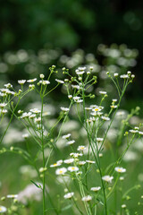 flowers in the garden