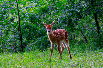 Naklejka na ściany i meble A pretty white tail fawn deer standing in the clearing of a lush green forest.
