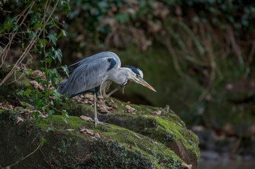 Heron standing on a large rock beside a stream, close up in Scotland in winter