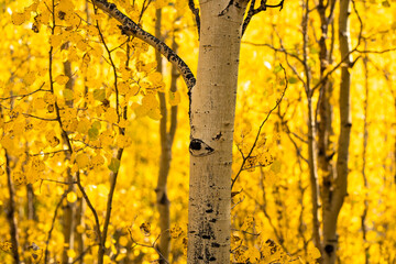 yellow maple tree