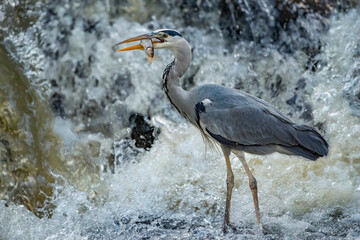 Heron in standing at the bottom of a waterfall in a stream with a fish in its beak, close up, in Scotland in winter