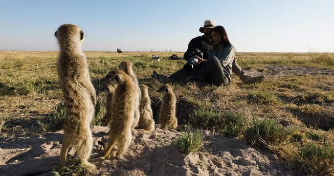Funny cute animals. Close-up portrait of a male and female tourist photographing and interacting with a small group of meerkats