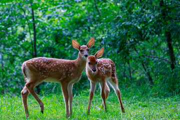 Two white tailed fawn deer standing in a Pennsylvania forest with ears perked.