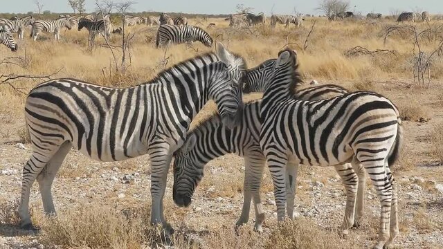 Zebras in the African savannah Etosha National Park, Ombika, Kunene, Namibia.