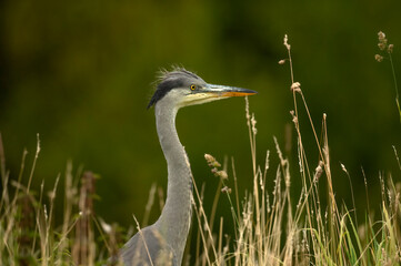 Heron with spiky hair portrait close up, in reeds, in Scotland in summer