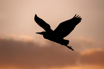 Fototapeta na wymiar Heron silhouette, flying in pinky orange evening sky, in Scotland in the summer