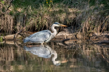 Heron fishing in water at the edge of a pond, close up in Scotland in spring