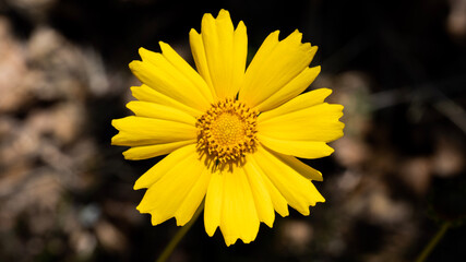 yellow flower on black background