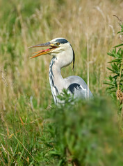 Heron standing in reeds, beside a pond, with an open beak, close up in Scotland in summer