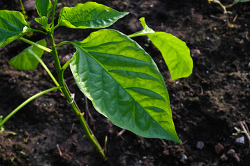 Tomato plant close-up in a greenhouse