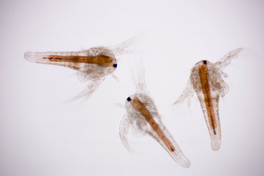 Artemia larvae in light microscope, Artemia plankton under a microscope.