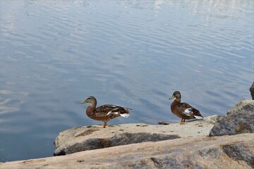 ducks on the water