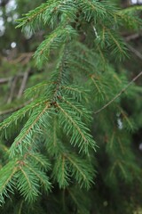 pine branches