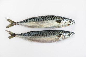 Two raw fish, mackerel on a white background.
