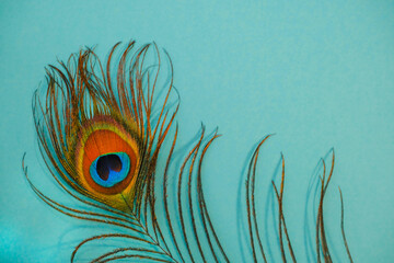 Tropical bright colorful background with exotic peacock feather. The concept of summer mood. Text...