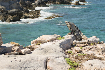 Iguana posing on Isla Mujeres