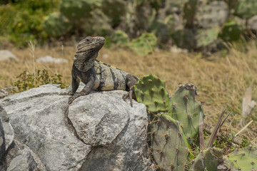 iguana posing on stone