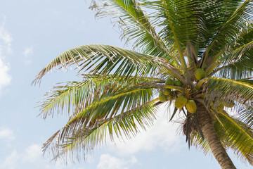 Obraz premium caribbean palm tree 