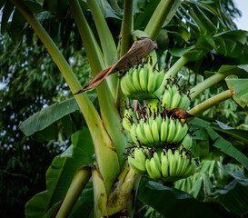 banana tree with banana