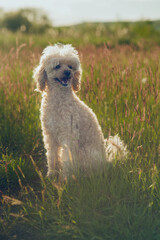 Poodle in the grass. Poodle dog 