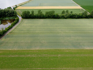 Aerial view of an agricultural field with grain planted in spring in Bavaria