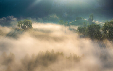 misty morning in the forest