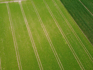 Obraz premium Aerial view of an agricultural field with grain planted in spring in Bavaria